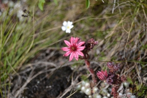Fleur d'Oisans